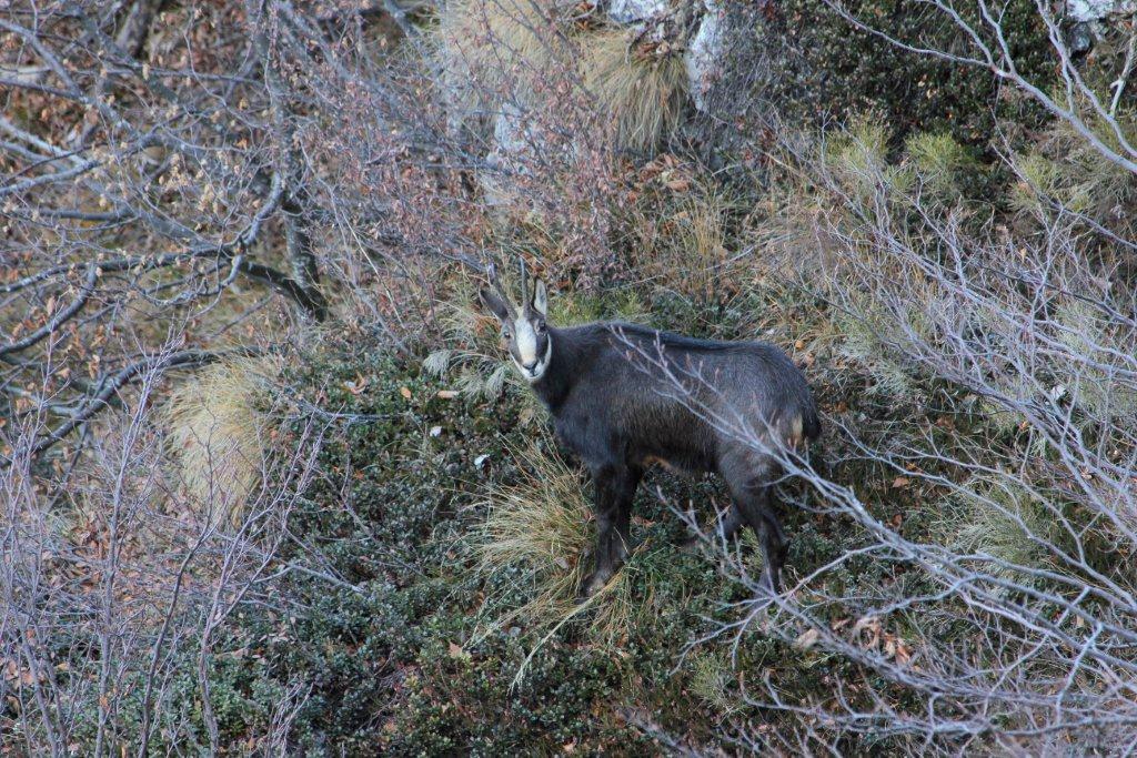 Qualche camoscio  trentino